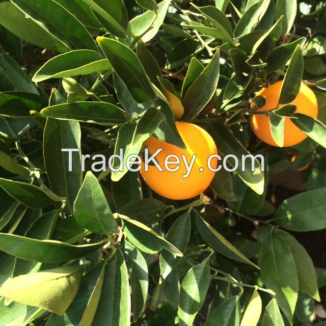 Premium Australian Navel Oranges