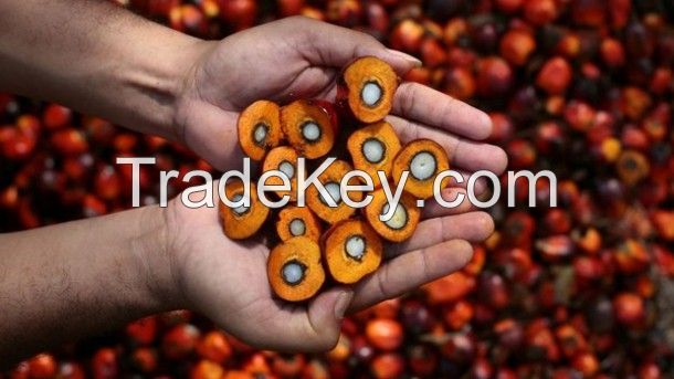 Palm oil. Palm kernel oil. Refined and bottled oils and fats.