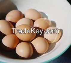 Fresh Chicken Egg