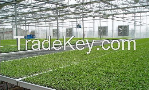 Tropical glass greenhouse for tomato plantation