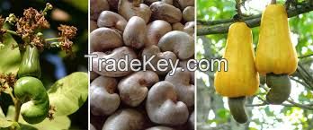 Cashew nut