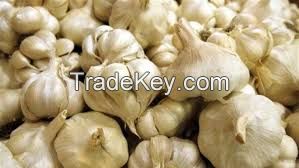 Garlic