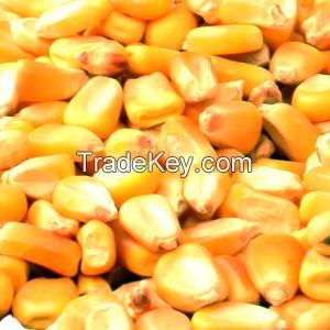 Maize