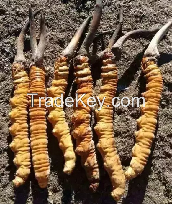 Yarsha Gumba (Cordyceps Sinensis)