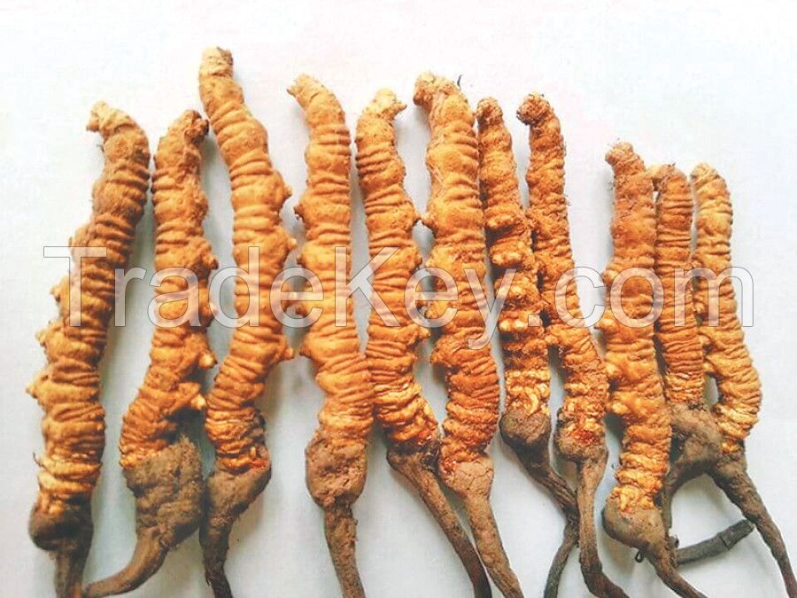 Yarsha Gumba (Cordyceps Sinensis)