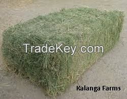 Alfalfa Hay