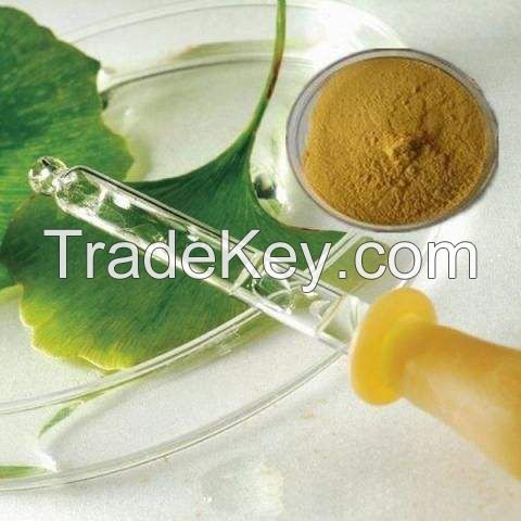 Nature ginkgo biloba leaf extract