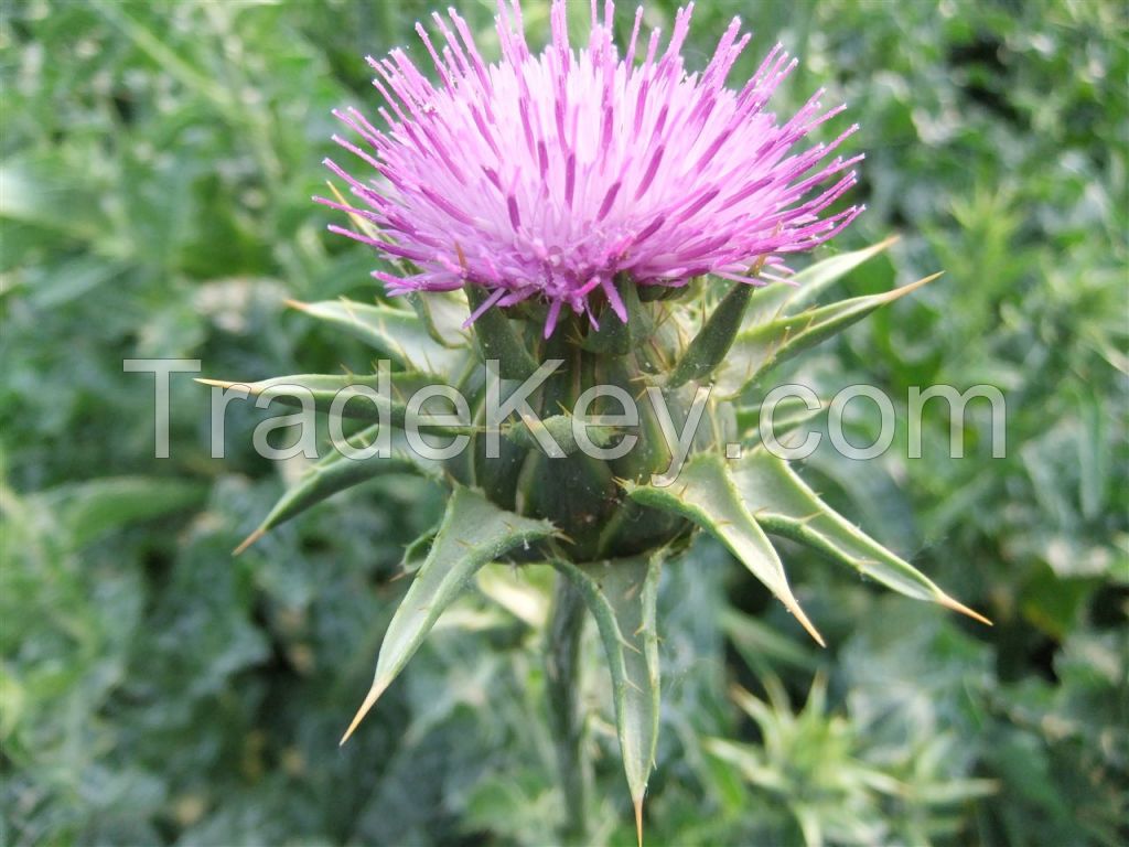 milk thistle extract