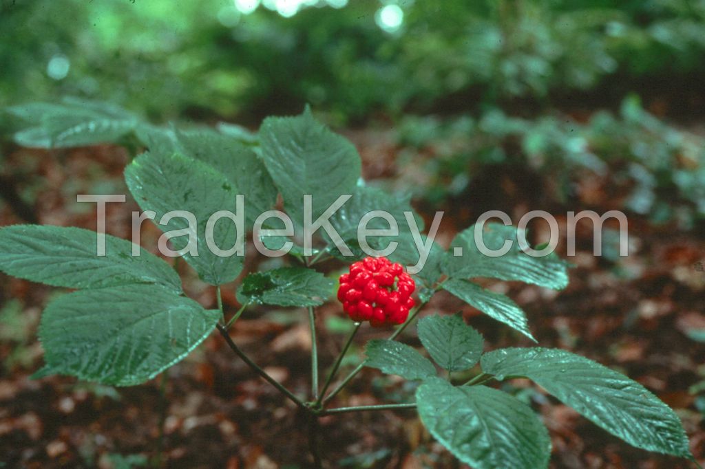 Panax Ginseng Extract