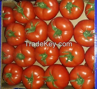 Tomatoes