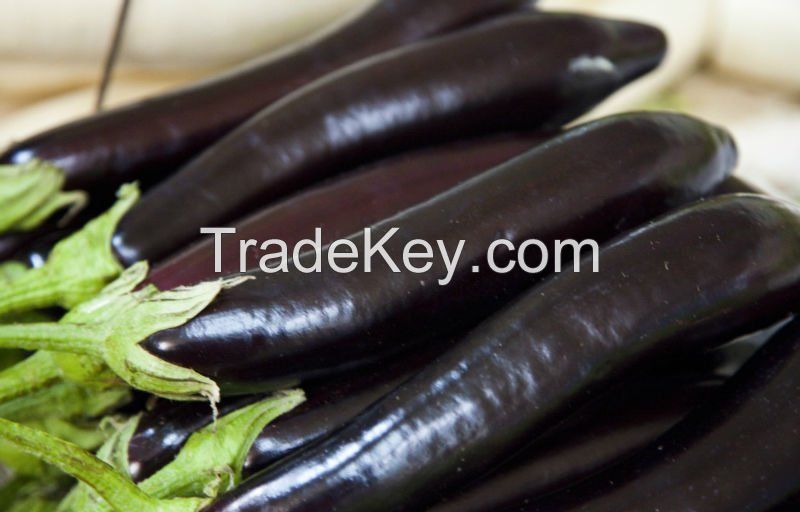 Purple eggplant