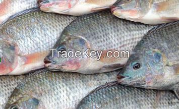 Tilapia Whole Round