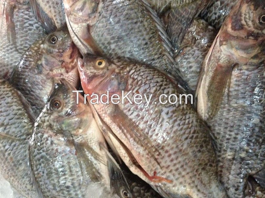 Tilapia Whole Round