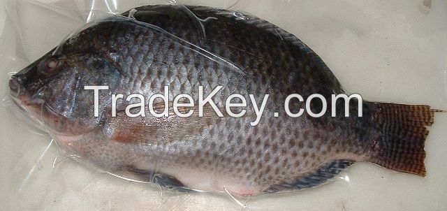 Tilapia Whole Round