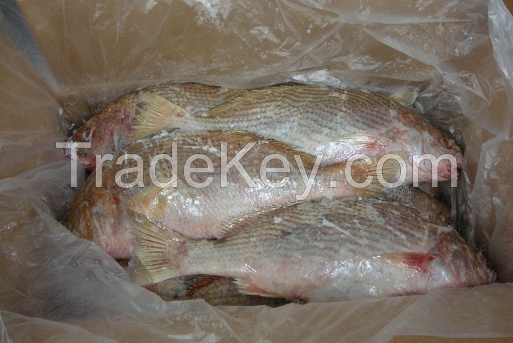 White Croaker Whole Round