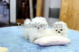 Charming.cute  Teacup Pomeranian Puppies For Adoption-,text 302-400-5220  