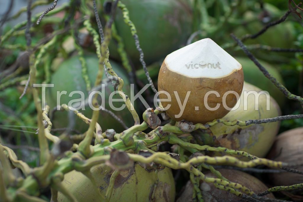 Tasty Fresh Coconuts (Viconut brand)