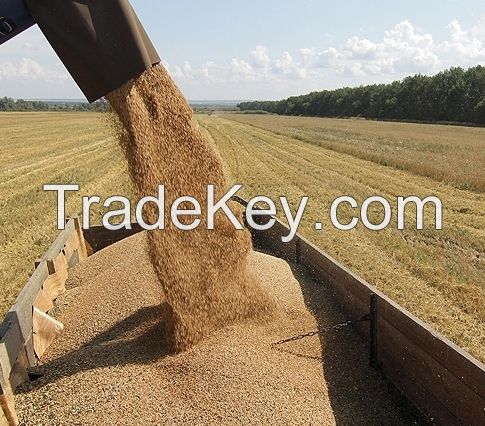 Hard Milling Wheat, from Australia 