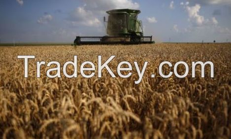 Hard Milling Wheat, from Australia 