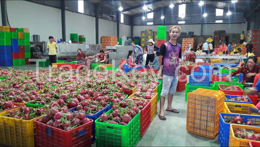 FRESH DRAGON FRUIT VIETNAM-HP: +841204590950