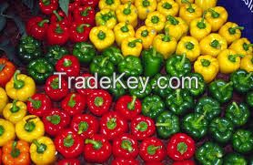 Fresh Pepper/Dried White Peper 500gl/ Black Pepper 550gl forsale at low rate