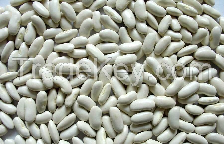 White Kidney Beans Long and Round shape