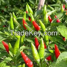 Black Pepper, Cardamom-small and Big, Chilli Red Hot, Cinnamon (Bark), Clove