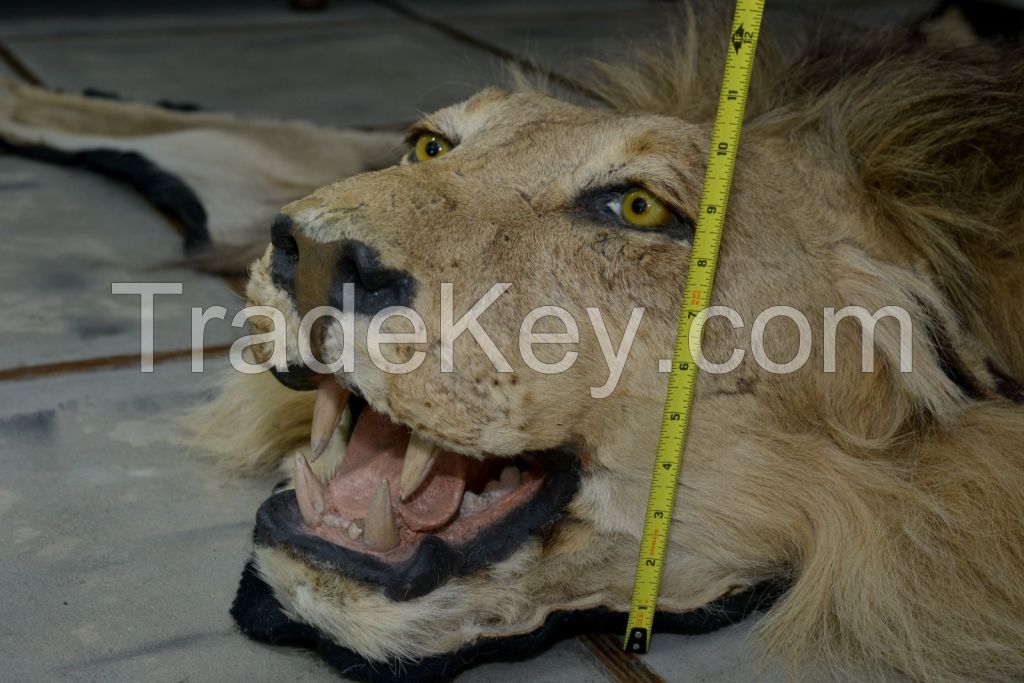 LION SKINS FOR SALE