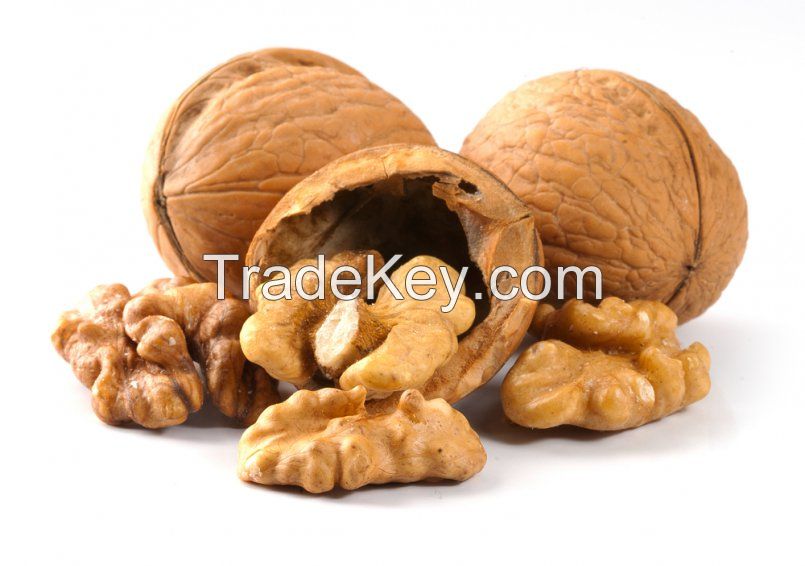 Organic Shelled Walnuts with Premium Quality