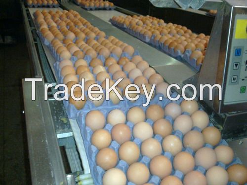 Farm Fresh Chicken Table Eggs Brown and White Shell Chicken Eggs