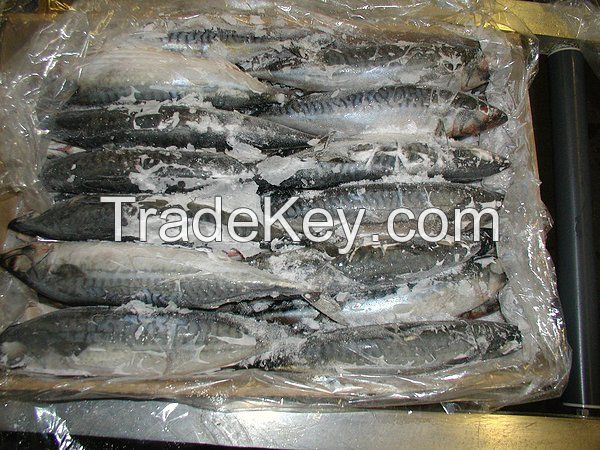 High Quality Frozen Horse Mackerel /Pacific/Pacific ocean Mackerel fish for sale