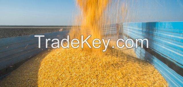 Best quality Non GMO yellow corn maize Exporters in Thailand / Philippines