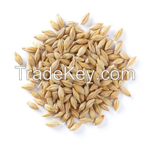 Feed Barley