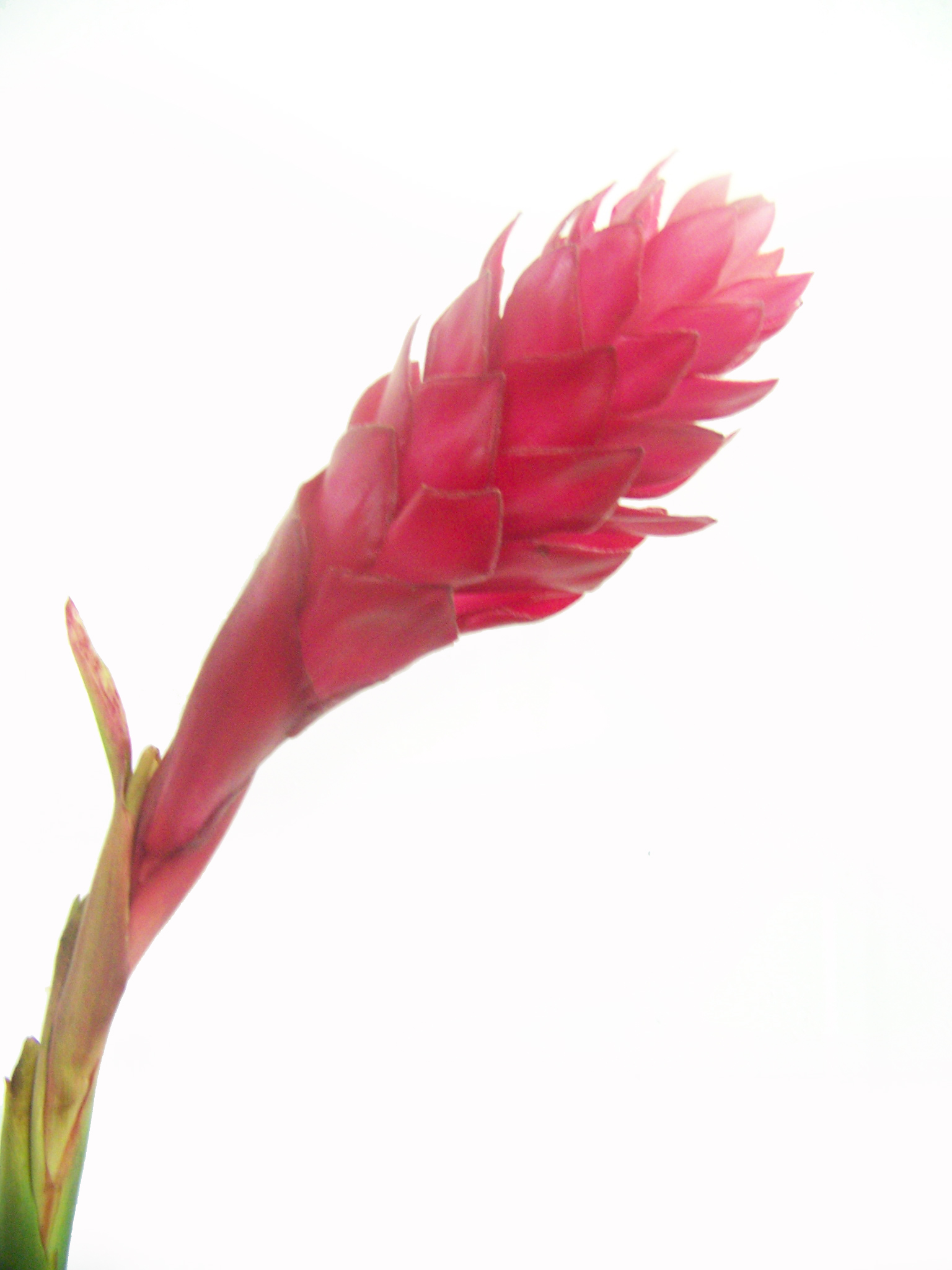 Fresh cut Tropical flowers