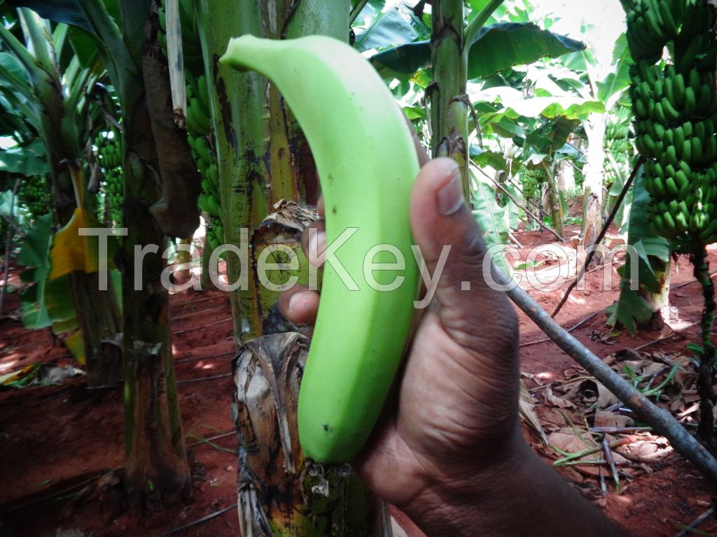 GREEN CAVENDISH BANANA