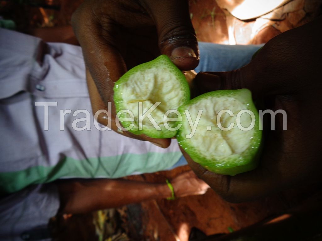 GREEN CAVENDISH BANANA