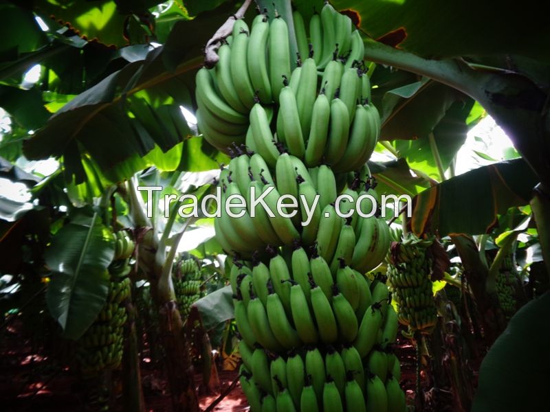 GREEN CAVENDISH BANANA