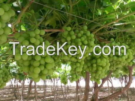 Grapes