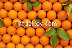 Valencia oranges