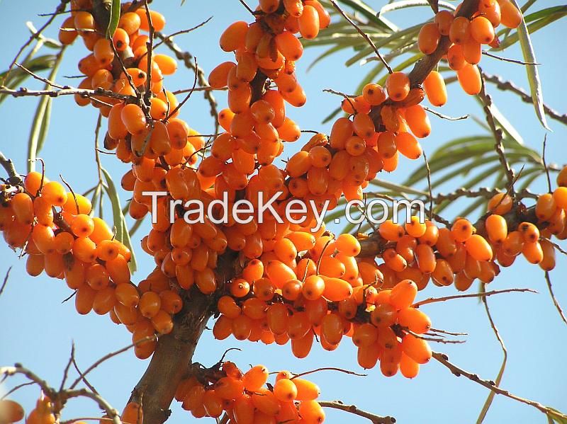 seabuckthorn