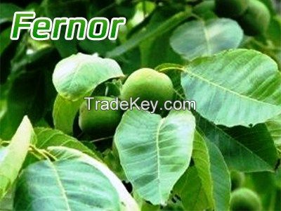 Fernor Walnut Sapling