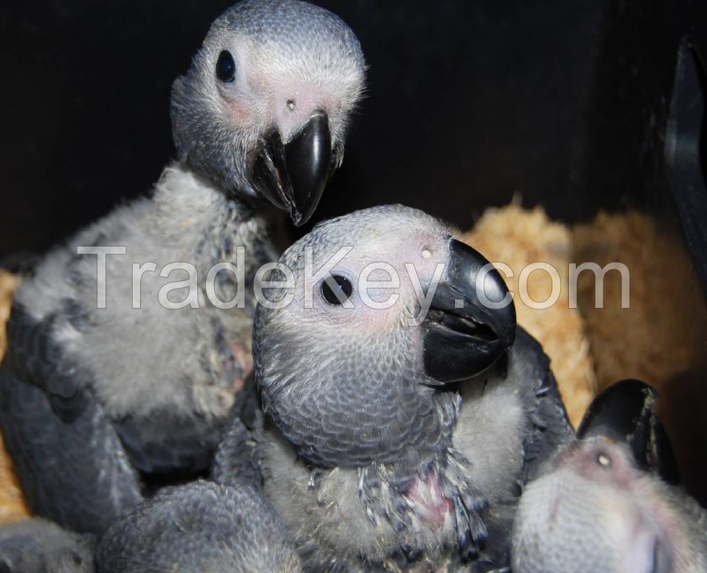 grey parrots for sale