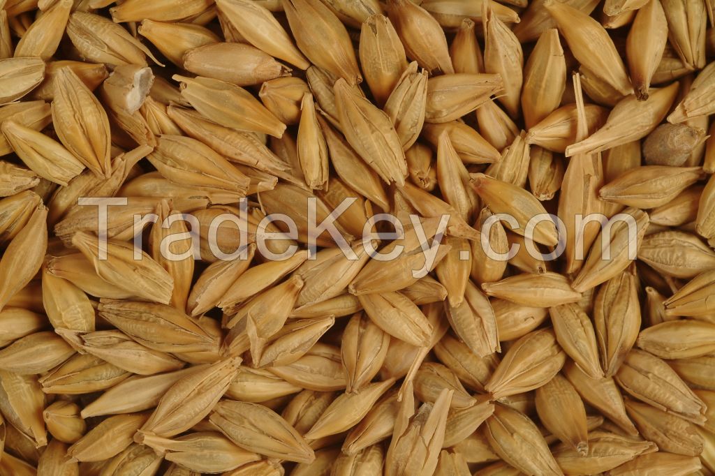 barley