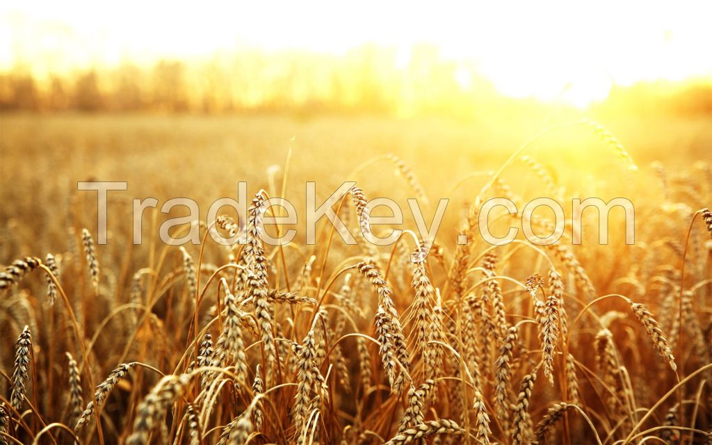 wheat