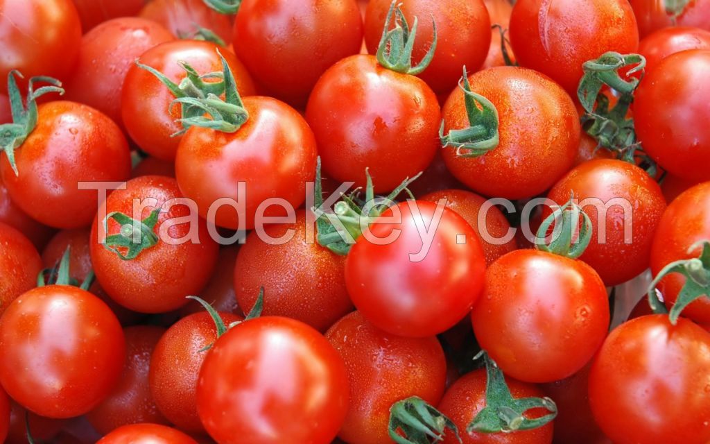 tomatoes