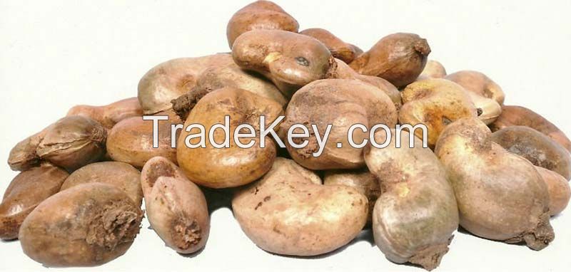 RAW CASHEW NUT W320 W240 BB SPLINTED