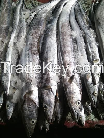 Frozen Ribbonfish A+