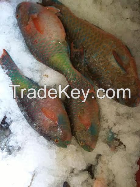 Fresh Parrotfish Hook Caught AA+