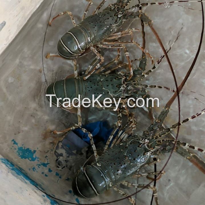 Live &amp; Fresh Lobsters 