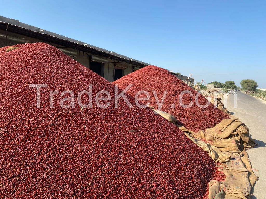 Dried Red Chilies 